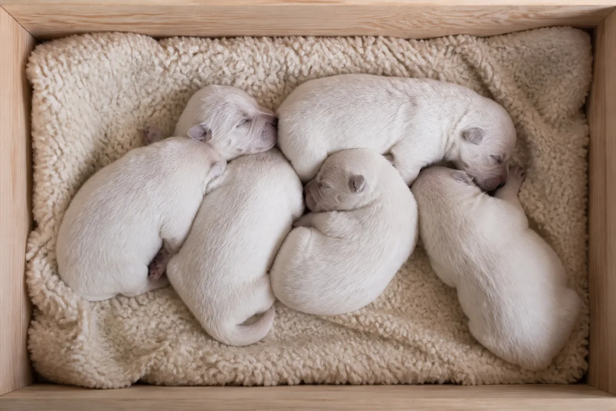 Portée de chiots samoyèdes blancs blottis les uns contre les autres sur une couverture claire