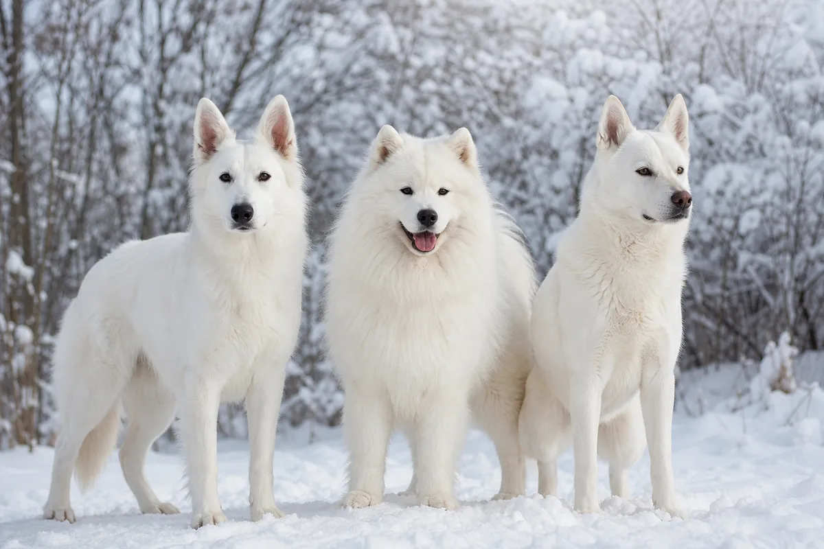 Chiens nordiques