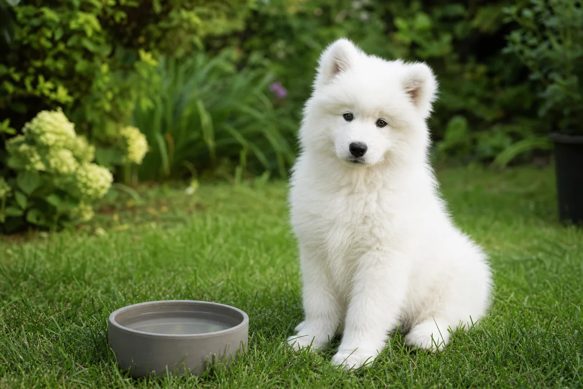 Chiot samoyède blanc assis dans l&rsquo;herbe d&rsquo;un jardin, à côté d&rsquo;une gamelle d&rsquo;eau