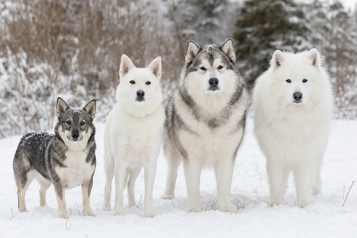 Quatre chiens nordiques debout côte à côte dans la neige, différences de taille et de robe visibles