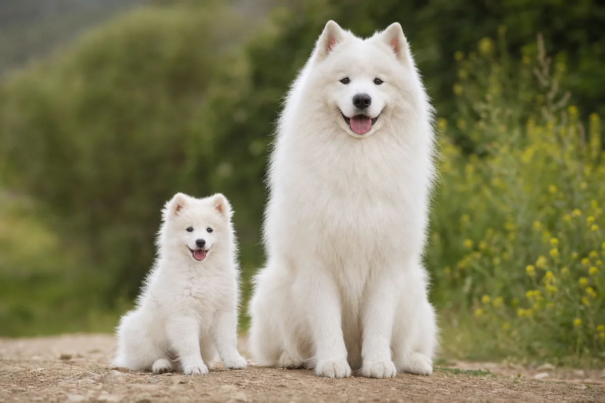 Petit chien blanc de type spitz assis à côté d&rsquo;un samoyède adulte, différence de gabarit visible